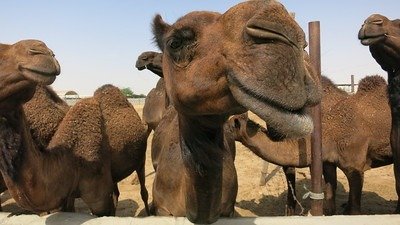 How to deliver a ransom - Camel